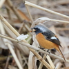 日々探鳥 ジョビオ 何食べているの？