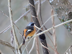 日々探鳥 ジョビオ④後ろ姿も可愛い