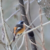 日々探鳥 ジョビオ④後ろ姿も可愛い