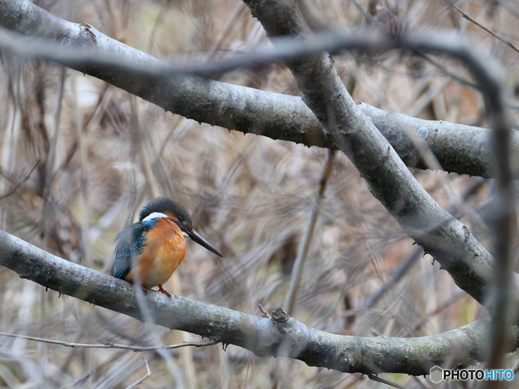 今日のカワセミ キイーとの鳴き声で