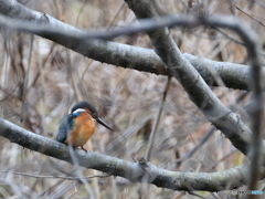 今日のカワセミ キイーとの鳴き声で