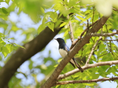日々探鳥 オオルリ♂④