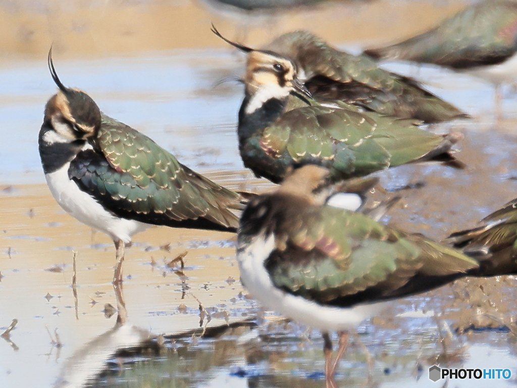 タゲリ百選 まどろみ