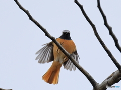 日々探鳥 ジョビオの観察 飛びつき