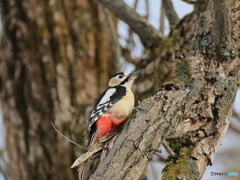 日々探鳥 混群の次はアカゲラ②