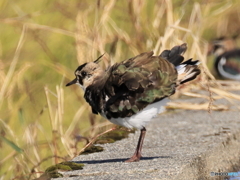 タゲリ百選 ぶるるん フリフリ