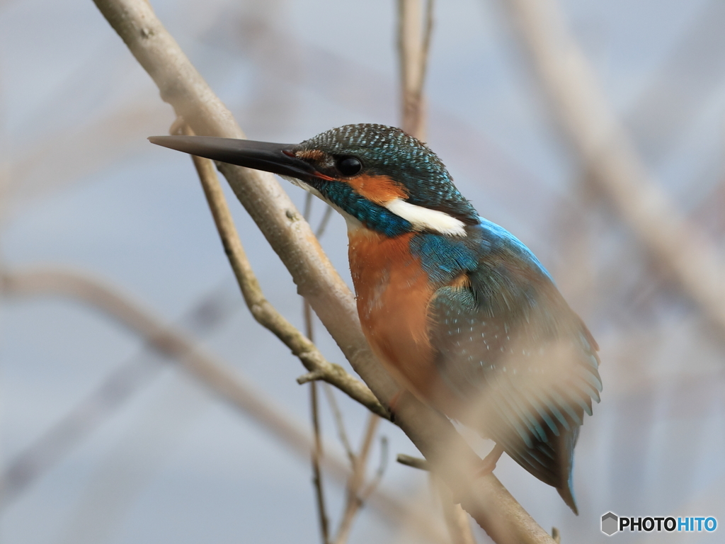 今日のカワセミ 目の前に来たけど