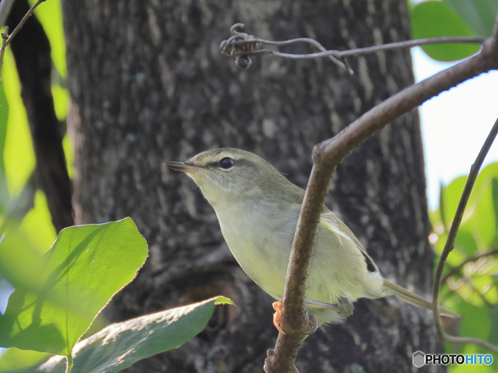 日々探鳥 エゾムシクイ？