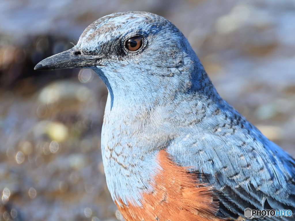 日々探鳥 すぐ目の前で