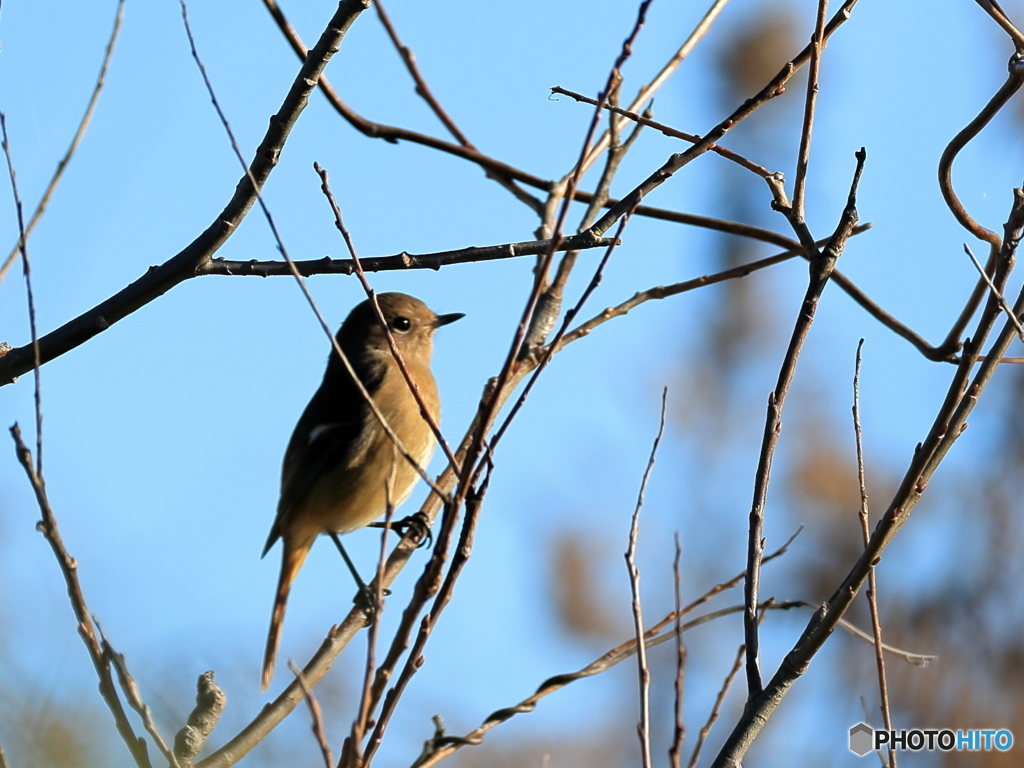 日々探鳥 ジョビコも遊びに来た