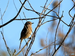 日々探鳥 ジョビコも遊びに来た