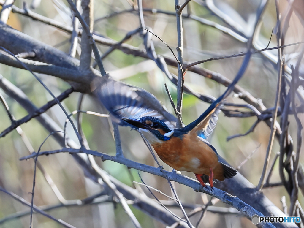 今日のカワセミ 飛び出し①