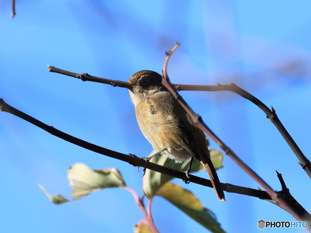 日々探鳥 今日もジョビコ