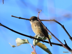 日々探鳥 今日もジョビコ
