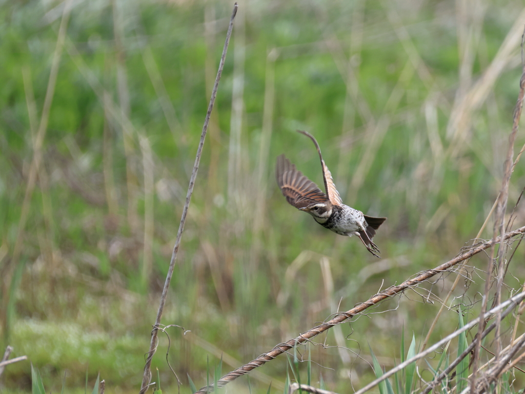 日々探鳥 ツグミの飛翔