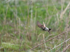 日々探鳥 ツグミの飛翔