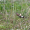 日々探鳥 ツグミの飛翔