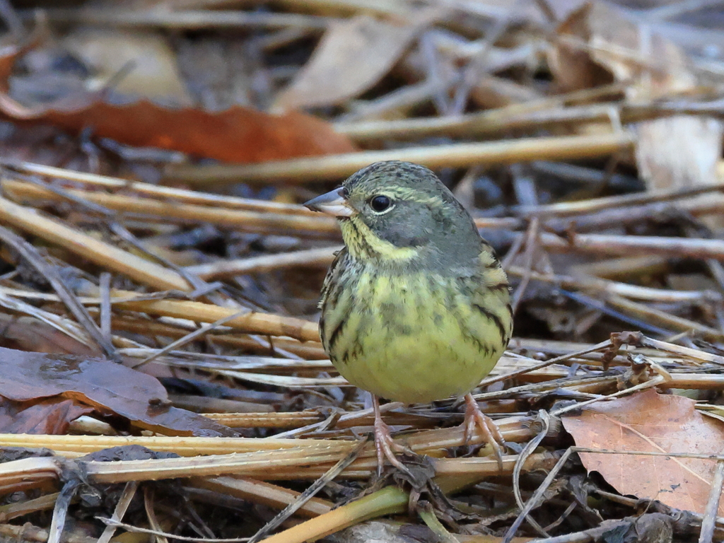 日々探鳥 餌はこっちかな？