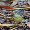 日々探鳥 餌はこっちかな？