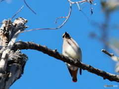 日々探鳥 見上げた先に日連雀
