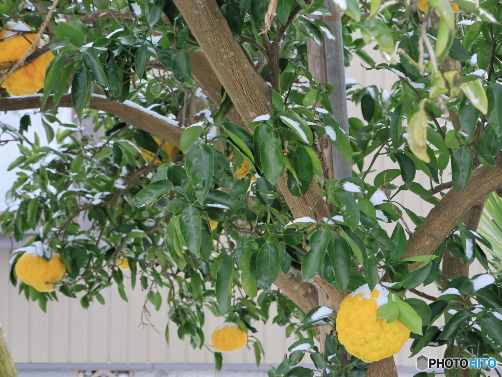 雪の朝散策 来年を祈る獅子柚子