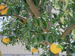 雪の朝散策 来年を祈る獅子柚子