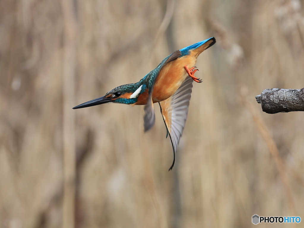 今日のカワセミ 飛び出し④