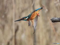 今日のカワセミ 飛び出し④