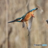今日のカワセミ 飛び出し④