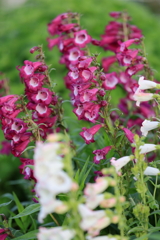 庭の花 赤い釣鐘柳