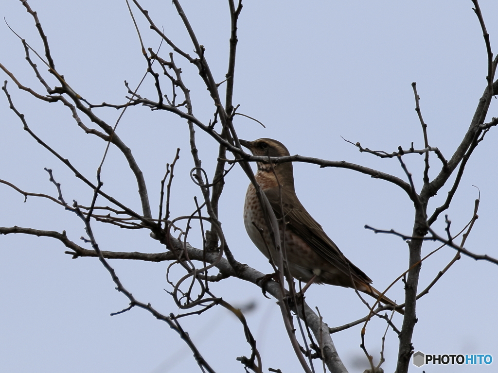 日々探鳥 今日のお出迎え ツグミ