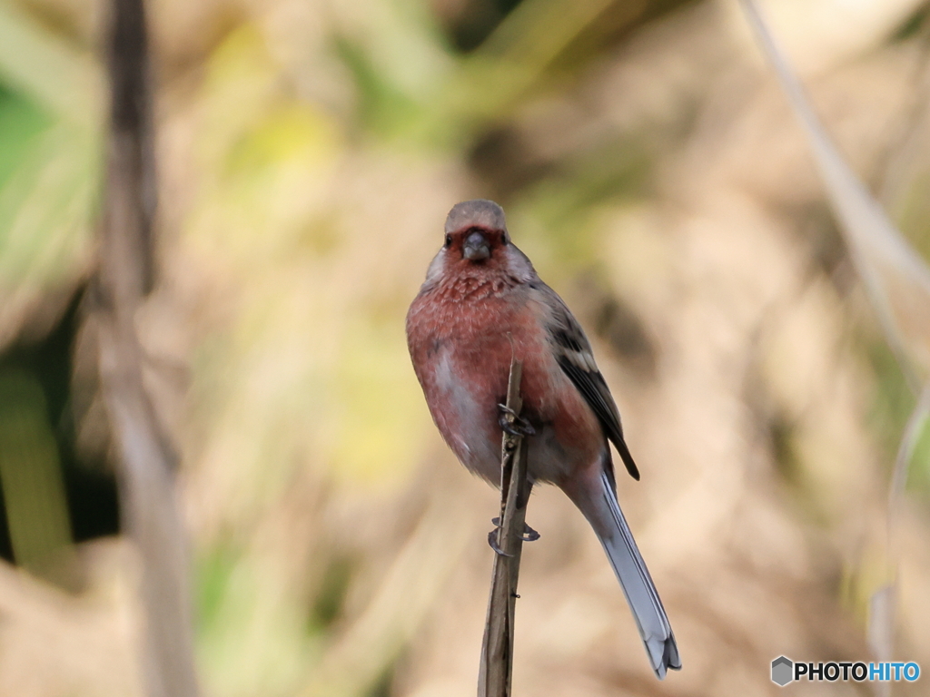 日々探鳥 初ベニマシコ１０選 にらめっこ