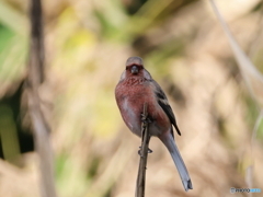 日々探鳥 初ベニマシコ１０選 にらめっこ