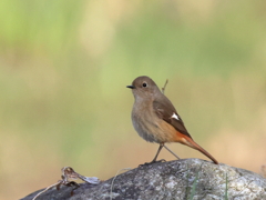 日々探鳥 石舞台のジョビコ①