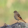 日々探鳥 石舞台のジョビコ①