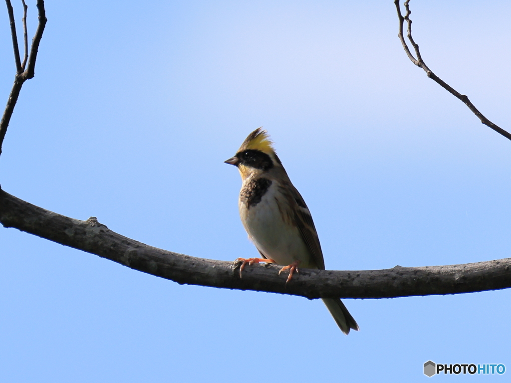 日々探鳥 今年も待っていたよ
