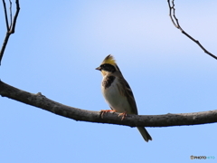 日々探鳥 今年も待っていたよ