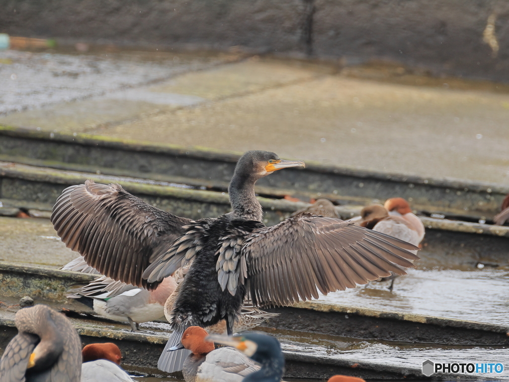 日々探鳥 鵜の羽干し