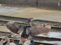 日々探鳥 鵜の羽干し