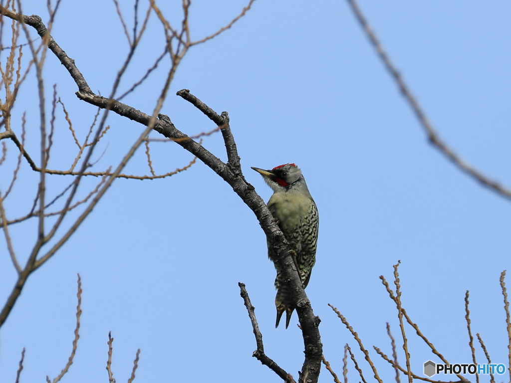 日々探鳥 混群の次はキツツキ科の三種目アオゲラ