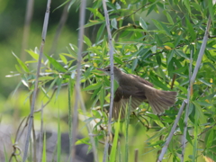 日々探鳥 飛べヨシキリ