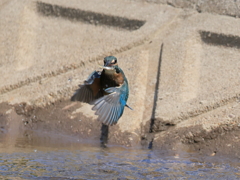今日のカワセミ 飛込み連続シーン 戻り反転②