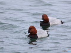 日々探鳥 漁港にホシハジロ