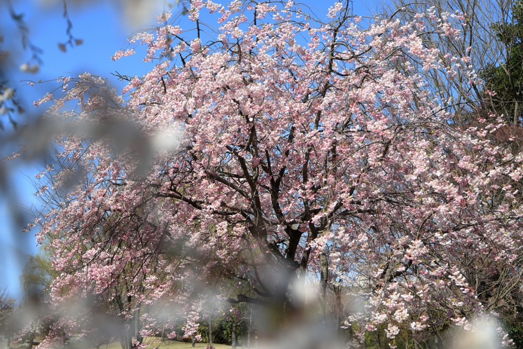 淡いしだれ桜