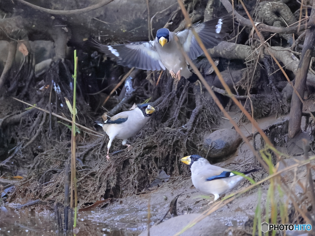 日々探鳥 あっちへ行け！
