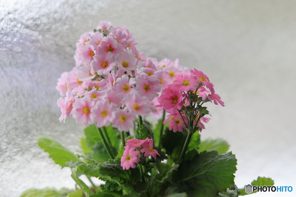 花散策 窓際のプリムラ