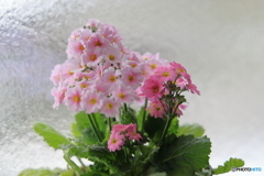 花散策 窓際のプリムラ