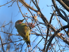 日々探鳥 今日のお出迎えはアオゲラ