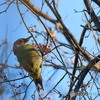 日々探鳥 今日のお出迎えはアオゲラ