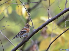 日々探鳥 集鳥アトリが群れで ♀
